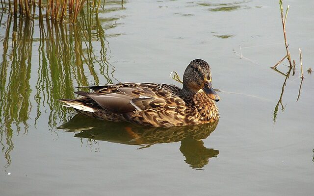 Hjernetræning med krydsord: Løsninger, tips og mentale øvelser