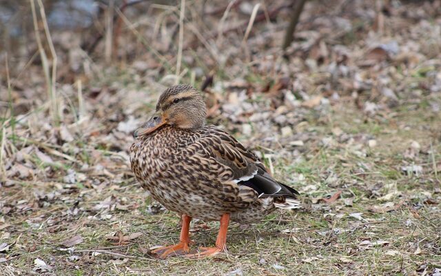 Fejl du skal undgå med romertal 1000 i krydsord
