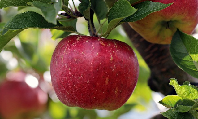 Gourmetoplevelser i naturens hjerte: Kulinariske eventyr på frugtplantagen elkærholm
