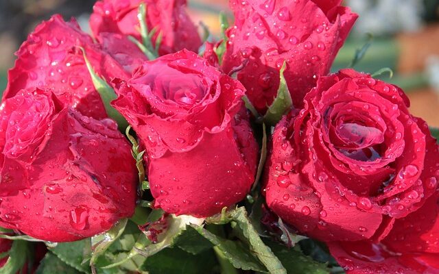 Umweltfreundlich gärtnern: Regenwassernutzung leicht gemacht